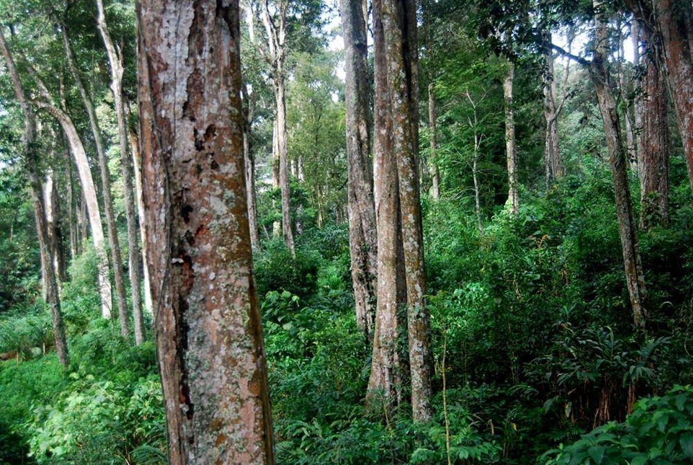 Greenspaces B&B Munnar Luaran gambar