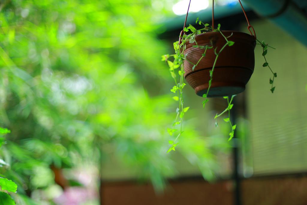 Greenspaces B&B Munnar Luaran gambar