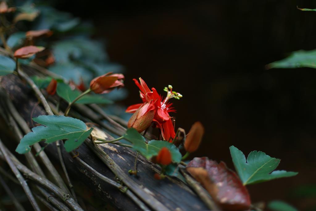 Greenspaces B&B Munnar Luaran gambar