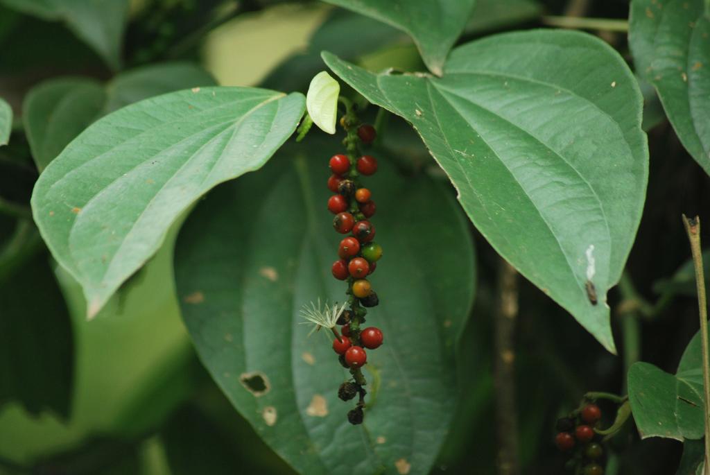 Greenspaces B&B Munnar Luaran gambar